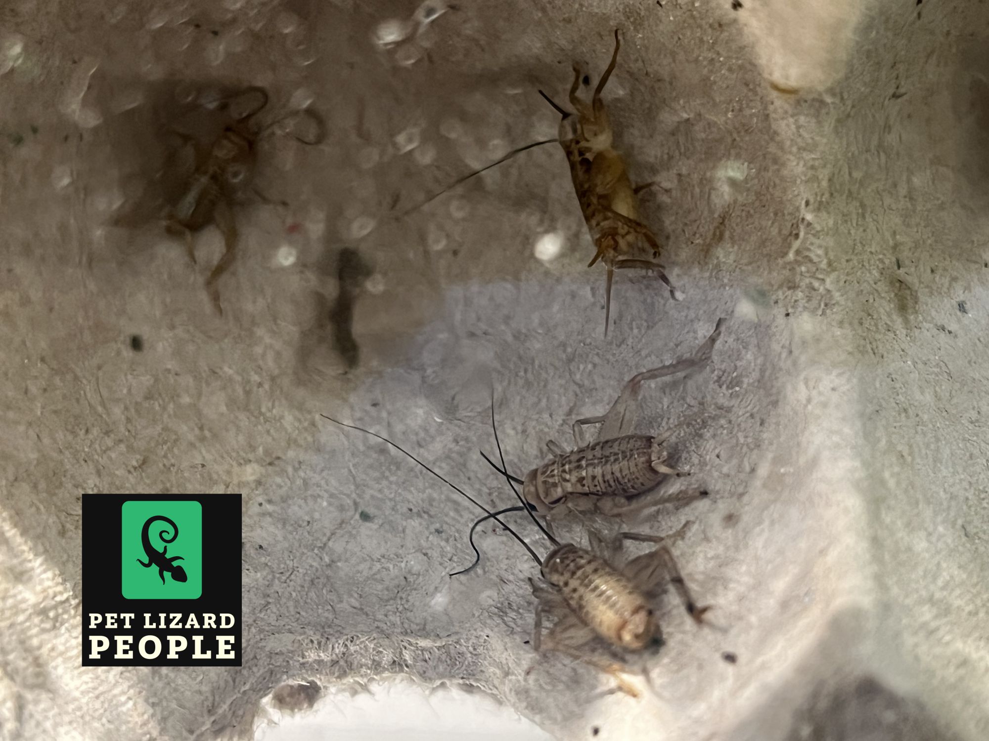 Can Crested Geckos Eat Crickets? A Complete Feeding Guide