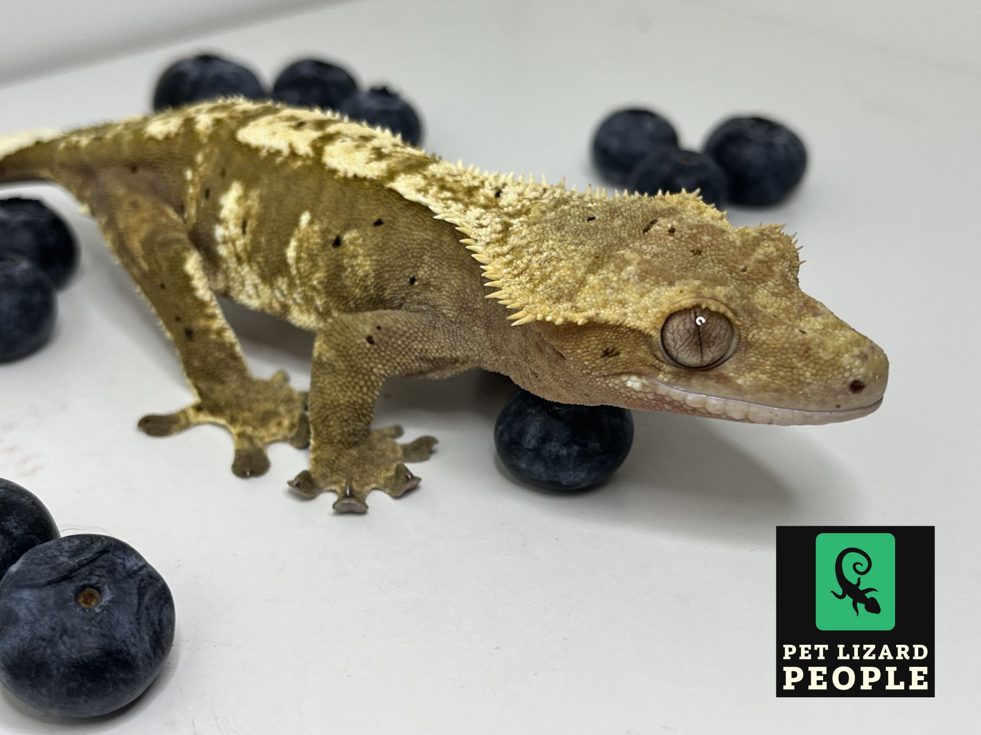 Can Crested Geckos Eat Blueberries Feeding Instructions can-crested-geckos-eat-blueberries-feeding-instructions