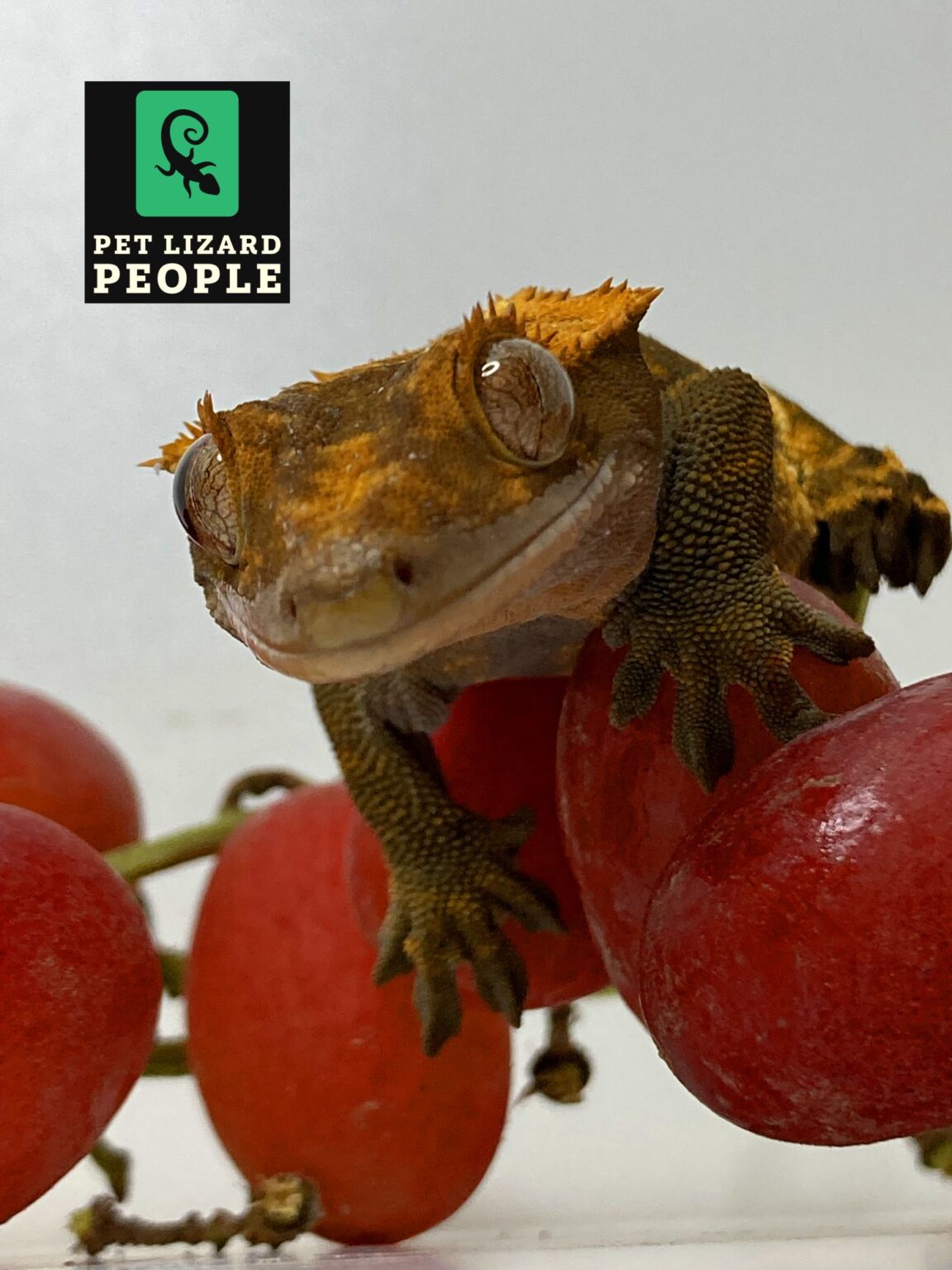 High-Quality What Can Crested Geckos Eat View in HD High-Quality What Can Crested Geckos Eat View in HD