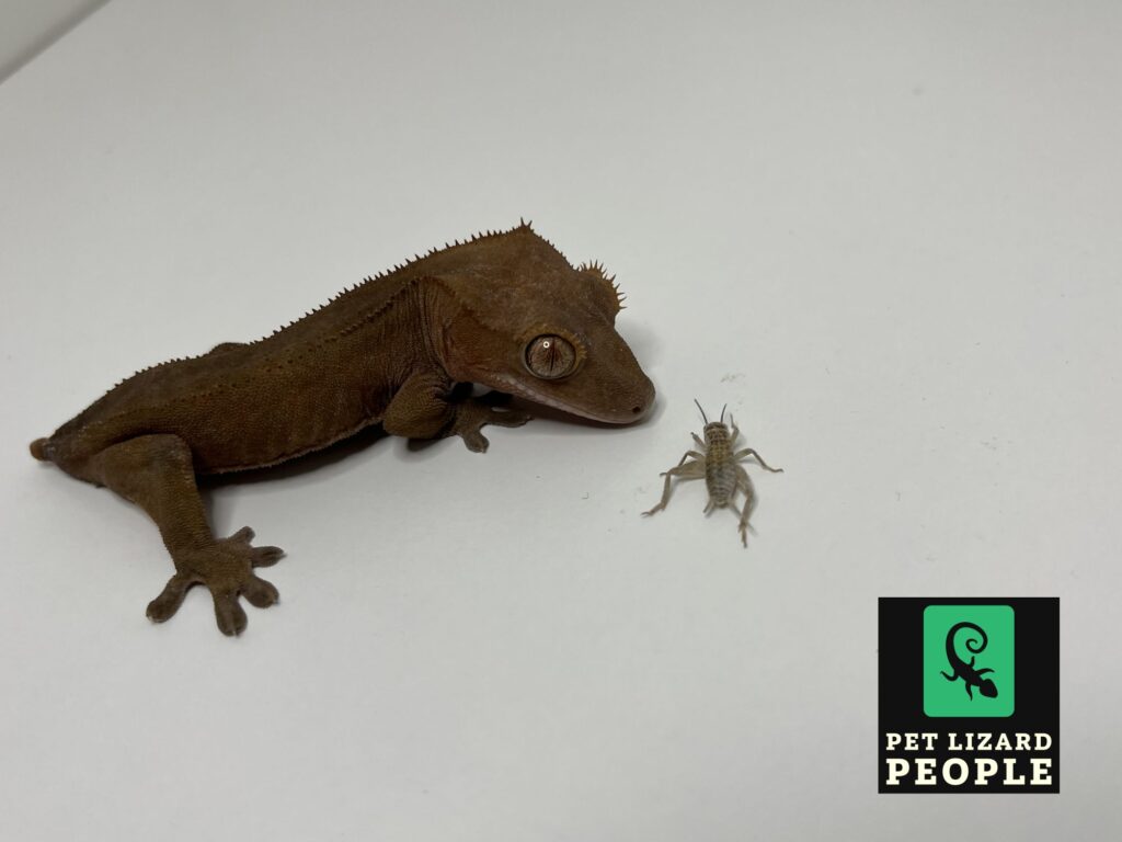 Can Crested Geckos Eat Crickets? A Complete Feeding Guide