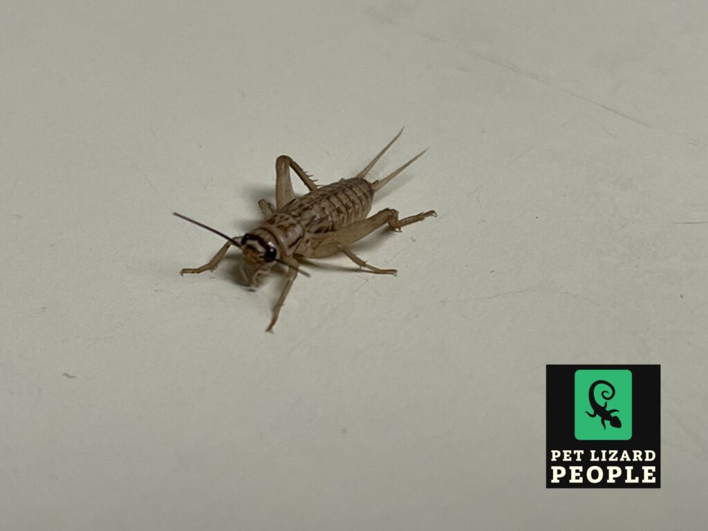 Can Crested Geckos Eat Crickets? A Complete Feeding Guide