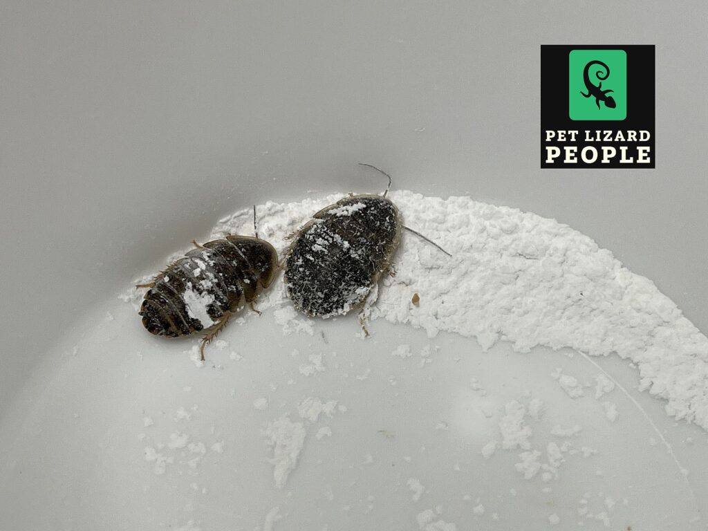 Can Crested Geckos Eat Dubia Roaches? Complete Feeding Guide