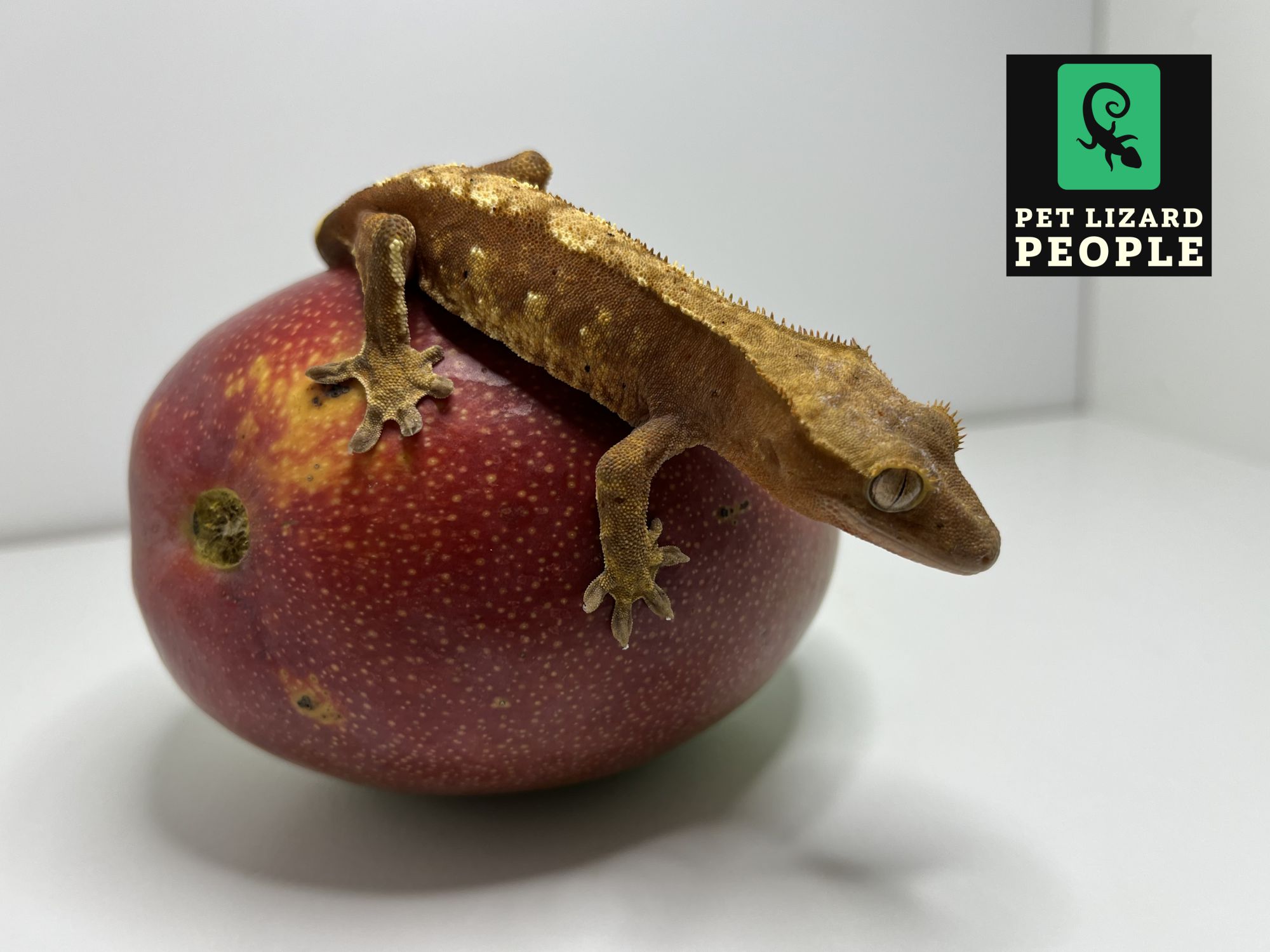 Can Crested Geckos Eat Mango? A Complete Feeding Guide