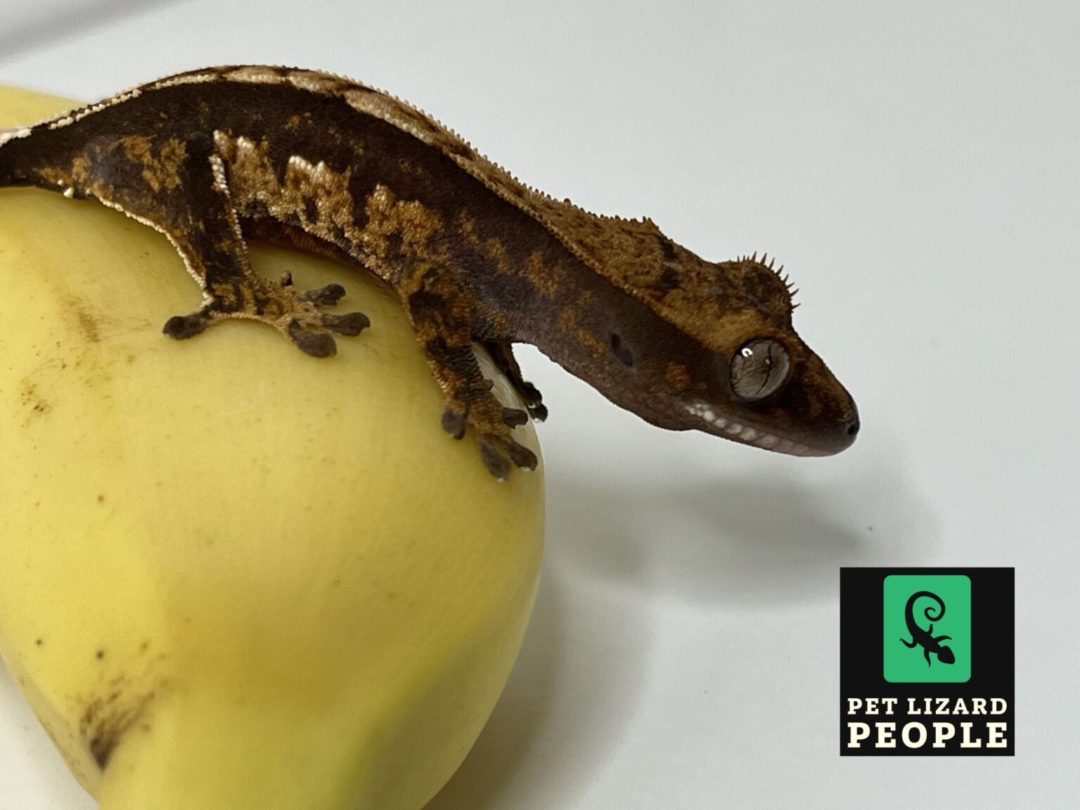 Picture of Fruit Feeding Guide - What Fruits Can A Crested Gecko Eat?