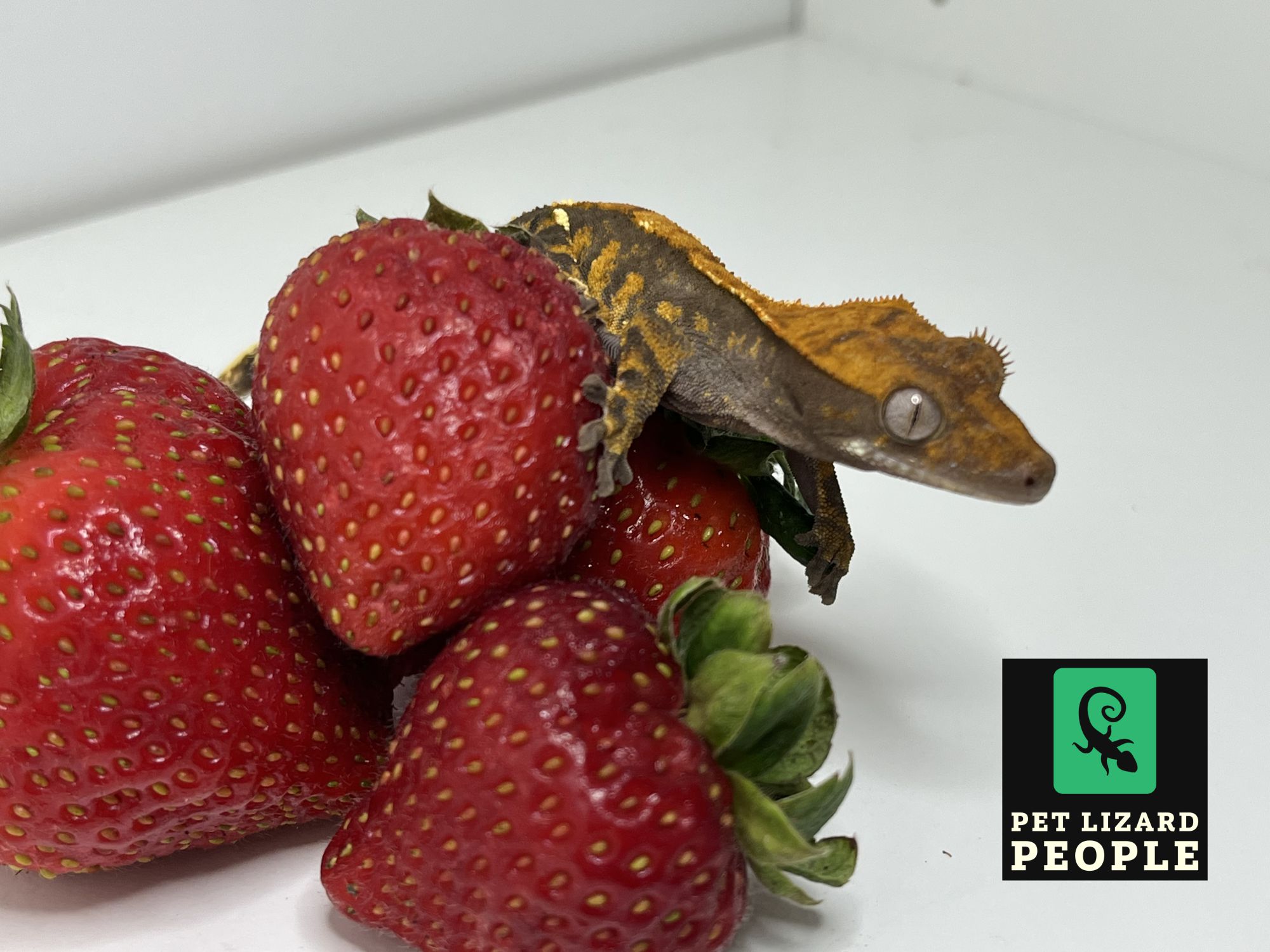 Fruit Feeding Guide What Fruits Can A Crested Gecko Eat?