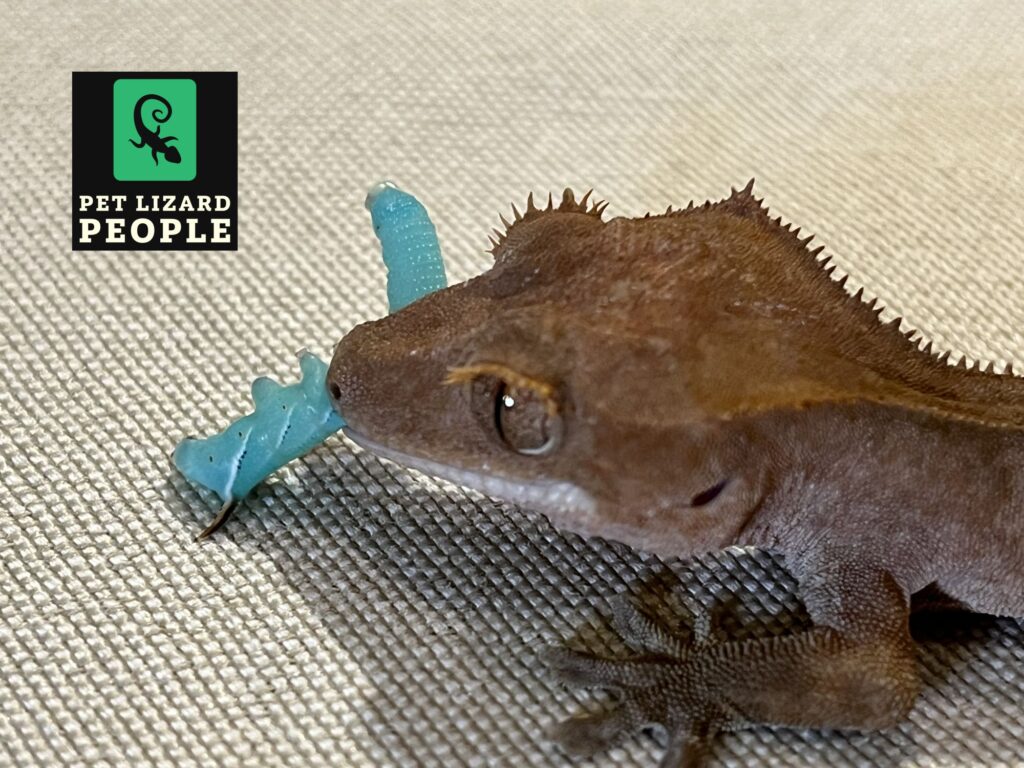What Insects Can Crested Geckos Eat? A Complete Guide