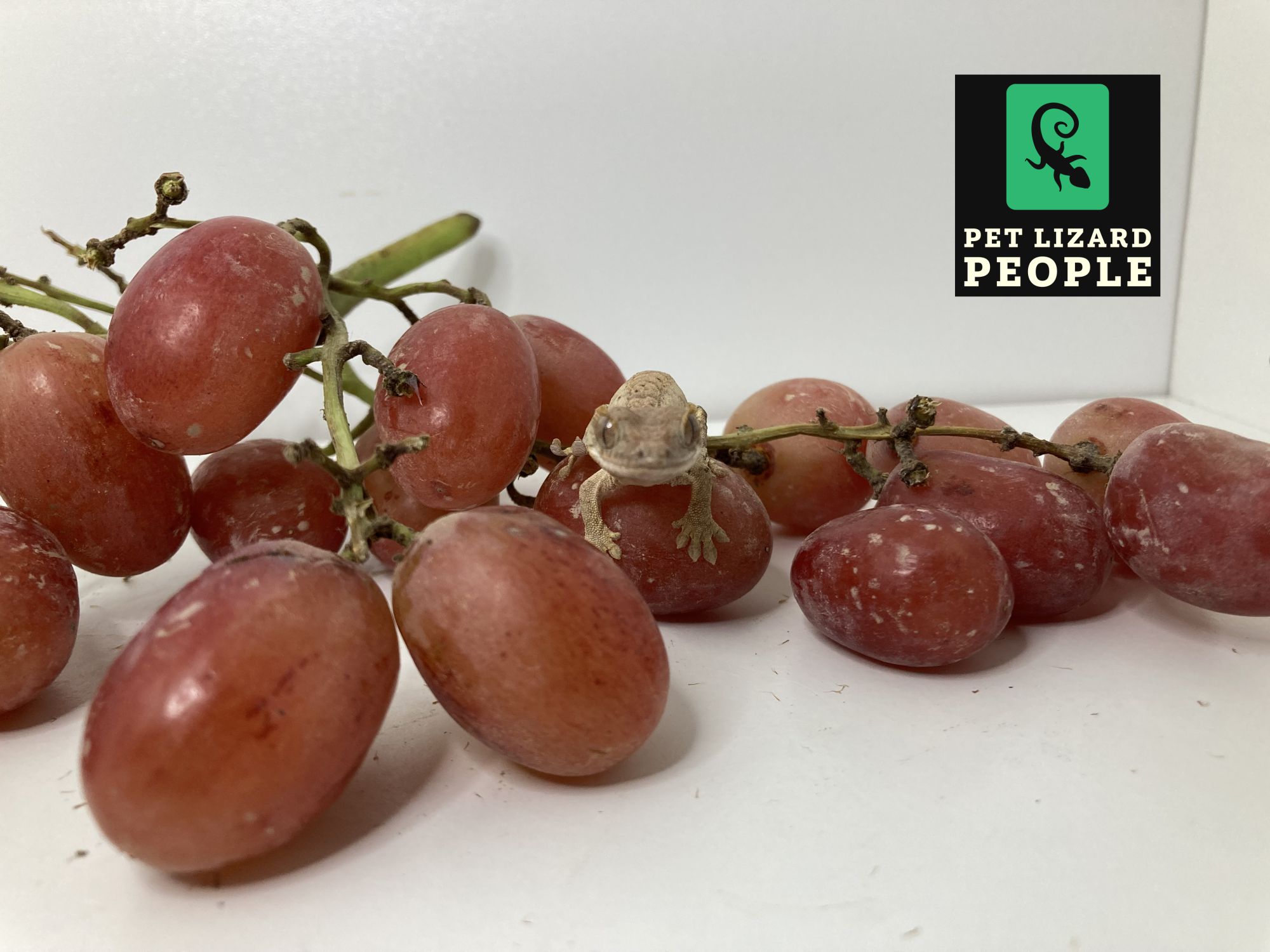 View of Can Crested Geckos Eat Grapes? A Complete Feeding Guide