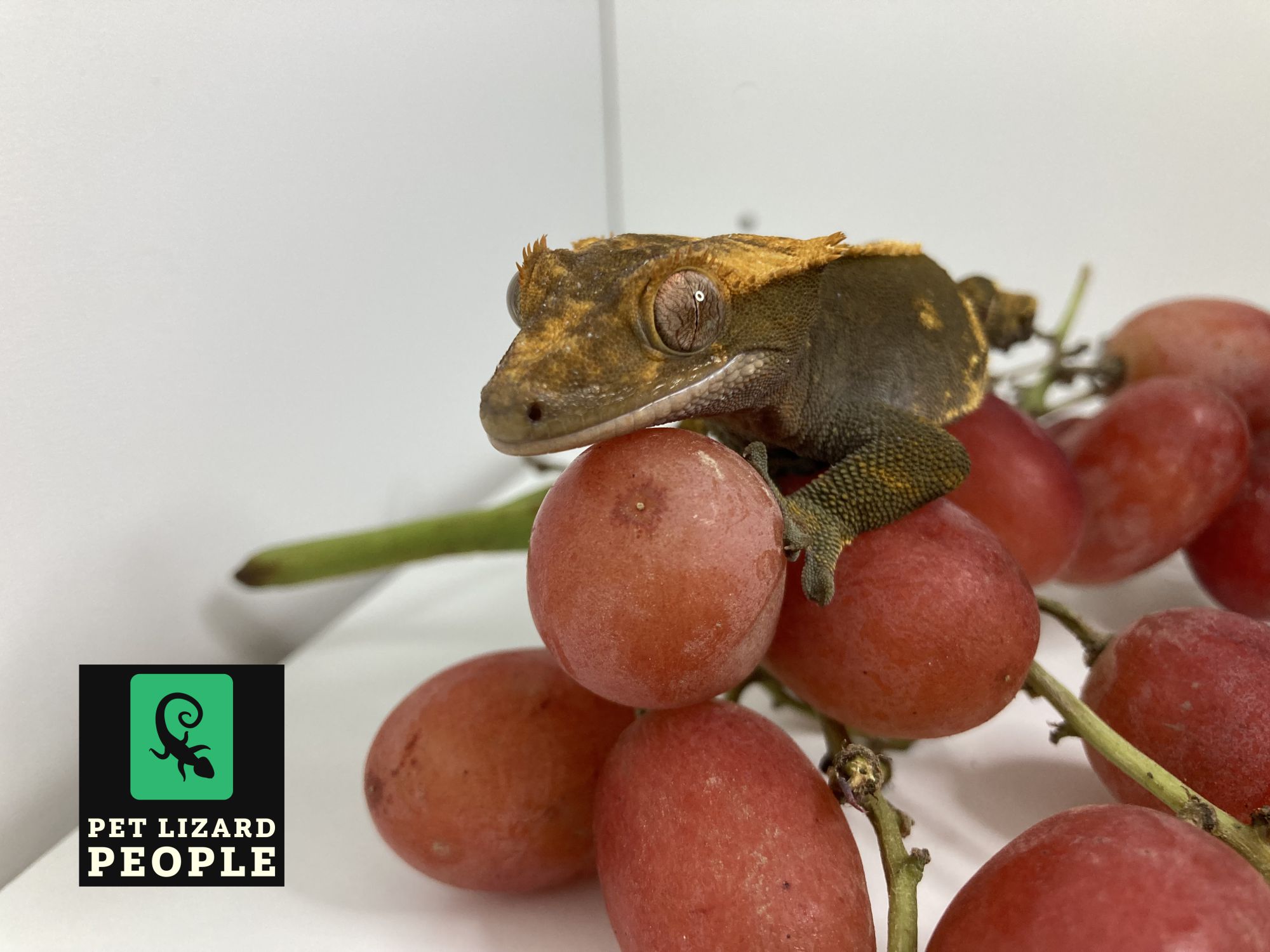 Crested Geckos Nutrition photo