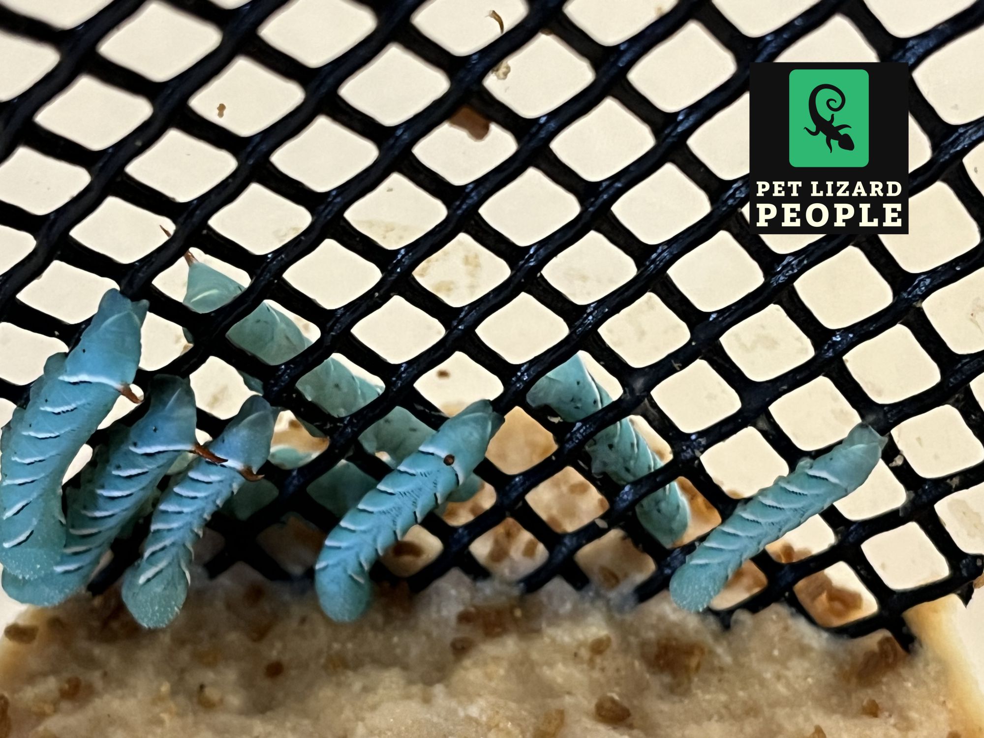 What Insects Can Crested Geckos Eat? A Complete Guide