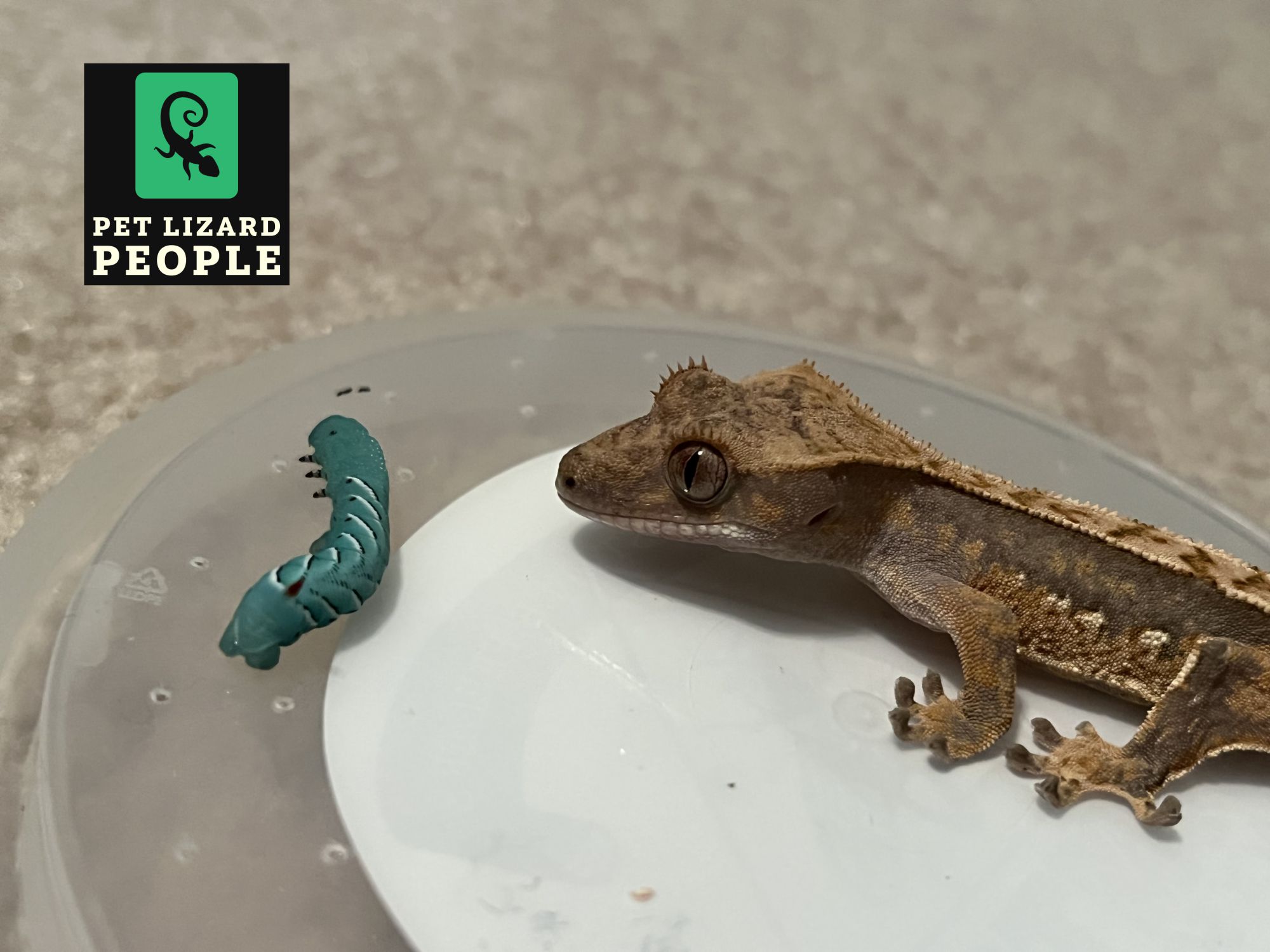 Can Crested Geckos Eat Hornworms? A Complete Feeding Guide
