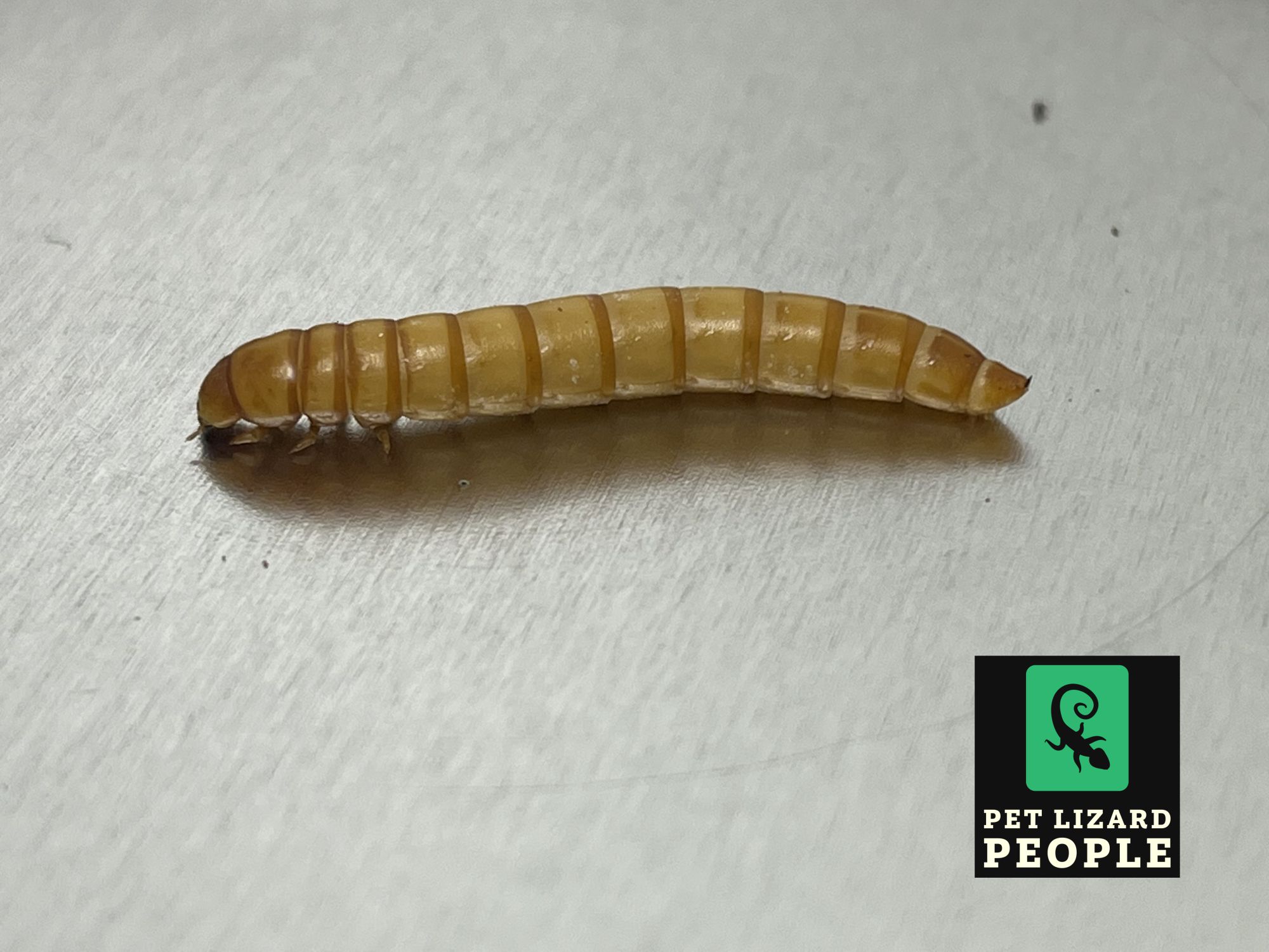 Can Crested Geckos Eat Mealworms? What You Need To Kno