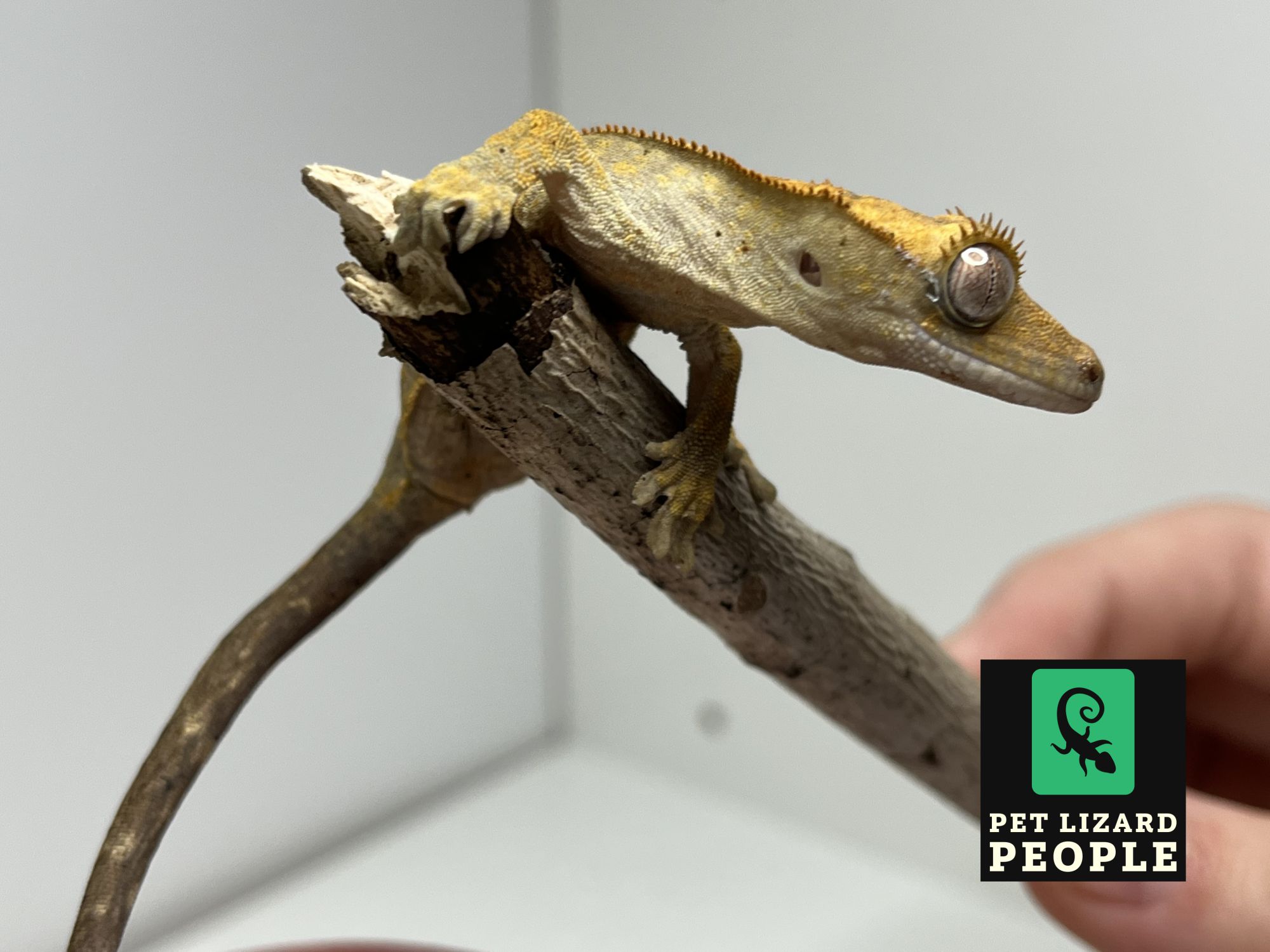 Crested Gecko Not Eating Learn Why What To Do