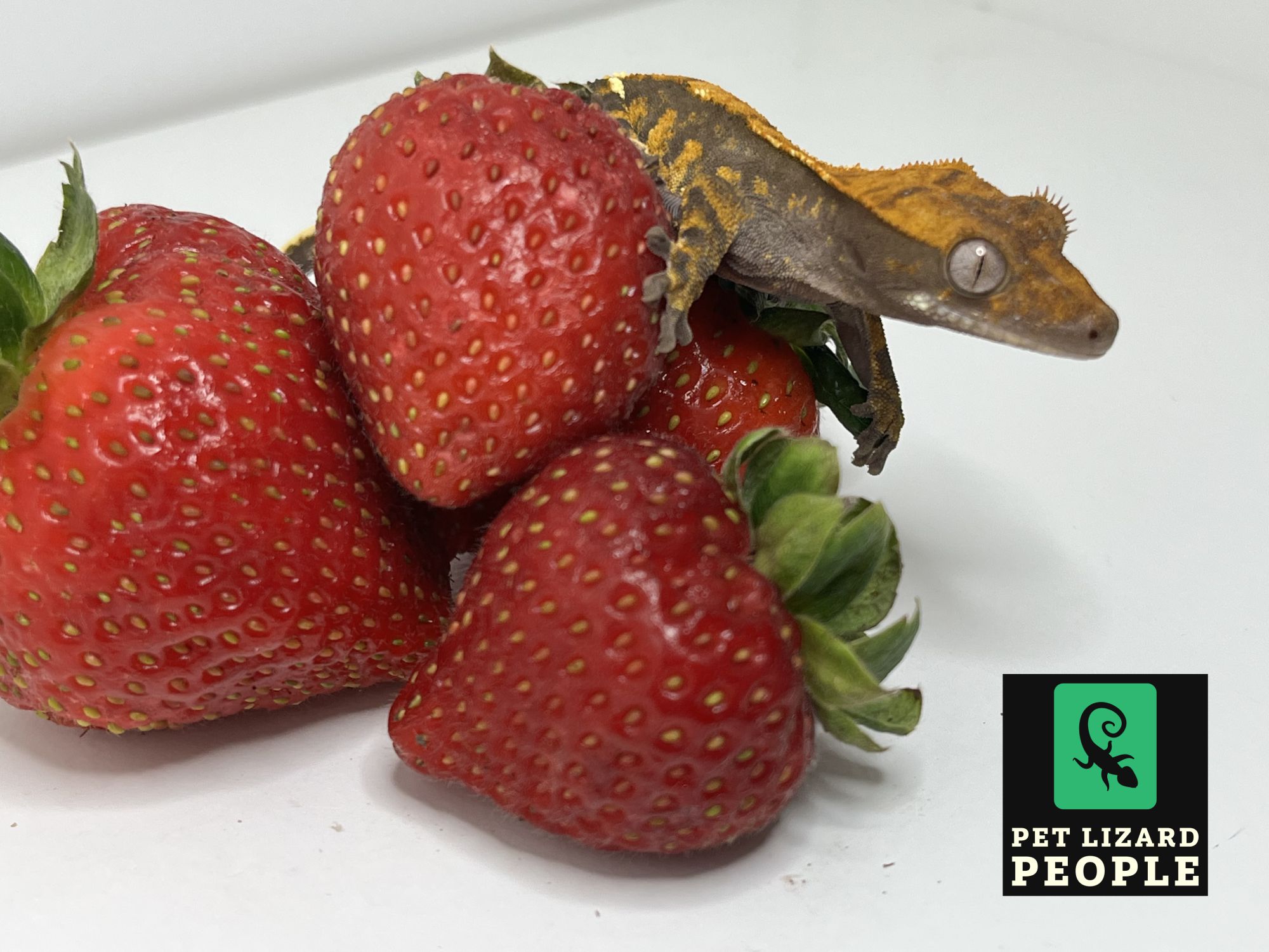 Strawberry Shan Onlyfans: The Complete Guide - iradh6h