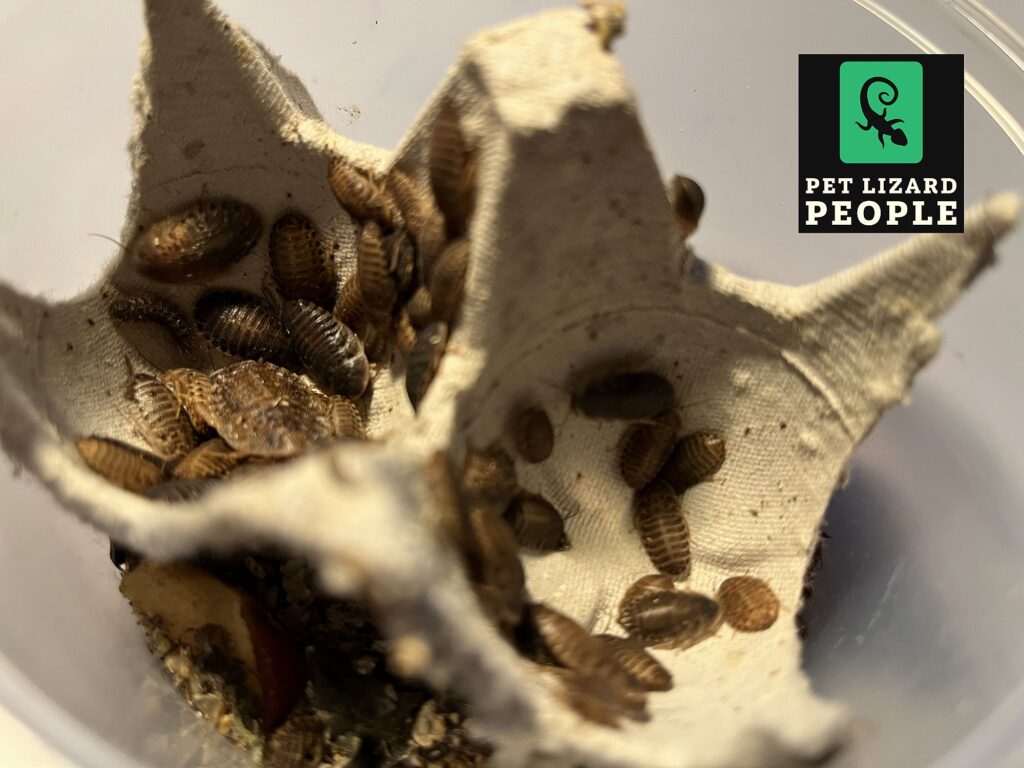 Curated visual reference: Gallery Detail: Can Crested Geckos Eat Dubia Roaches Complete Feeding Guide