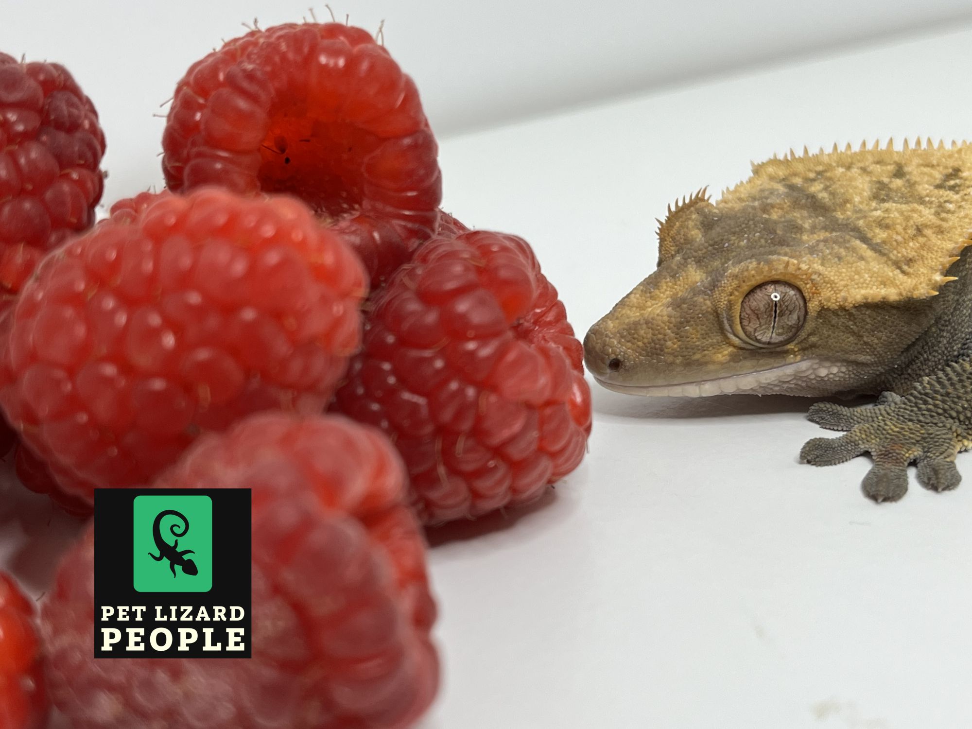 Curated visual reference: Can Crested Geckos Eat Raspberries Stop Read This First Photo Inspiration