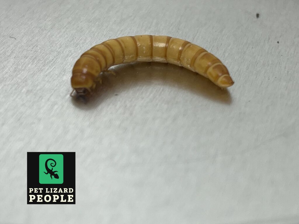 Can Crested Geckos Eat Mealworms? What You Need To Kno