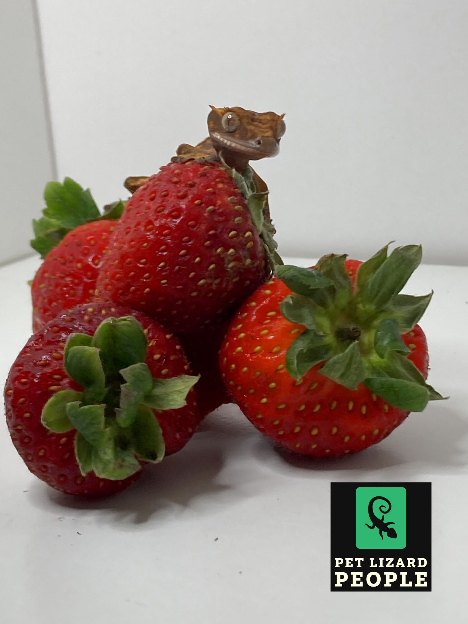 Strawberry Shan Onlyfans: The Complete Guide - xt1o8wy