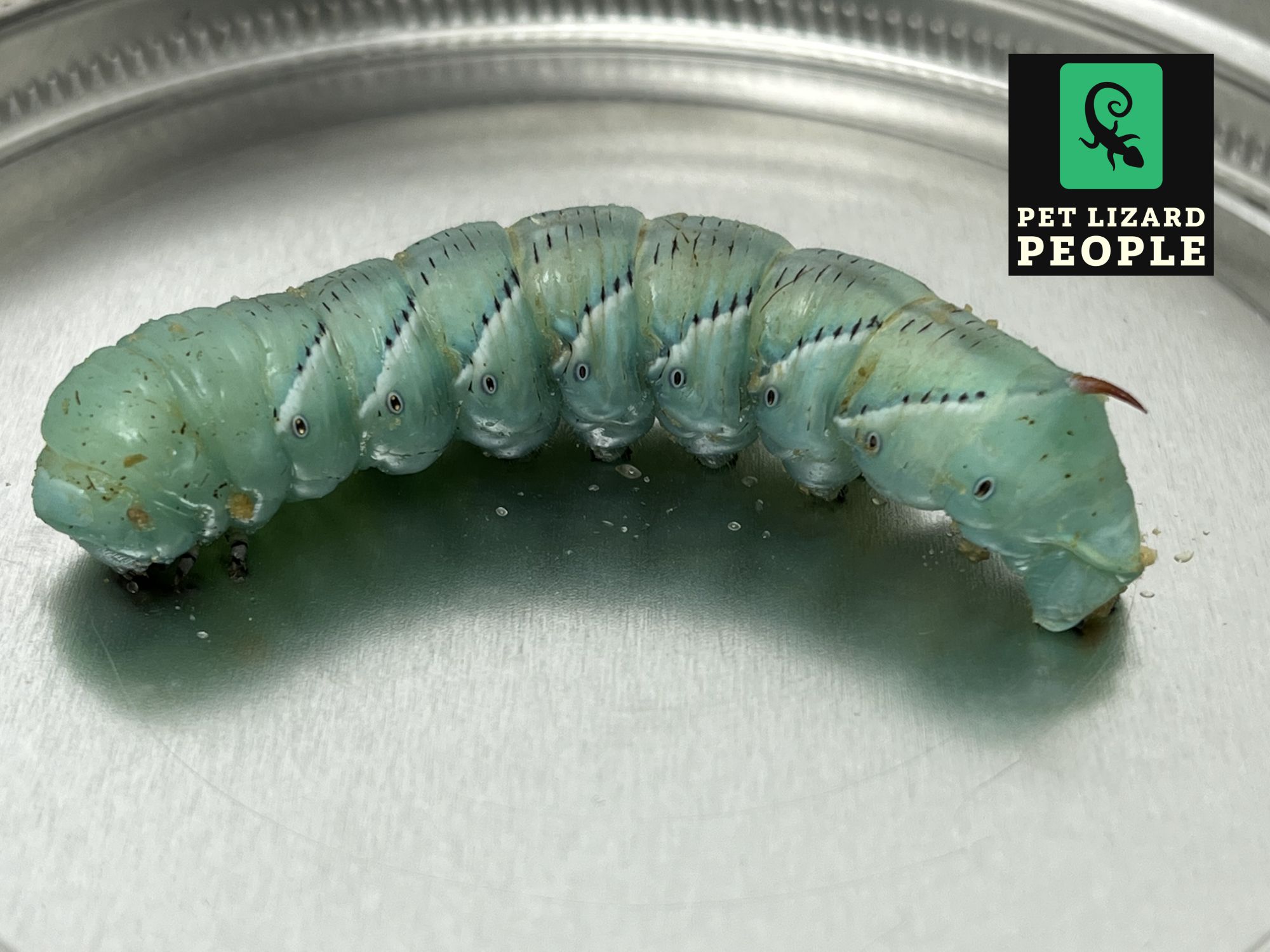 Can Crested Geckos Eat Hornworms? A Complete Feeding Guide