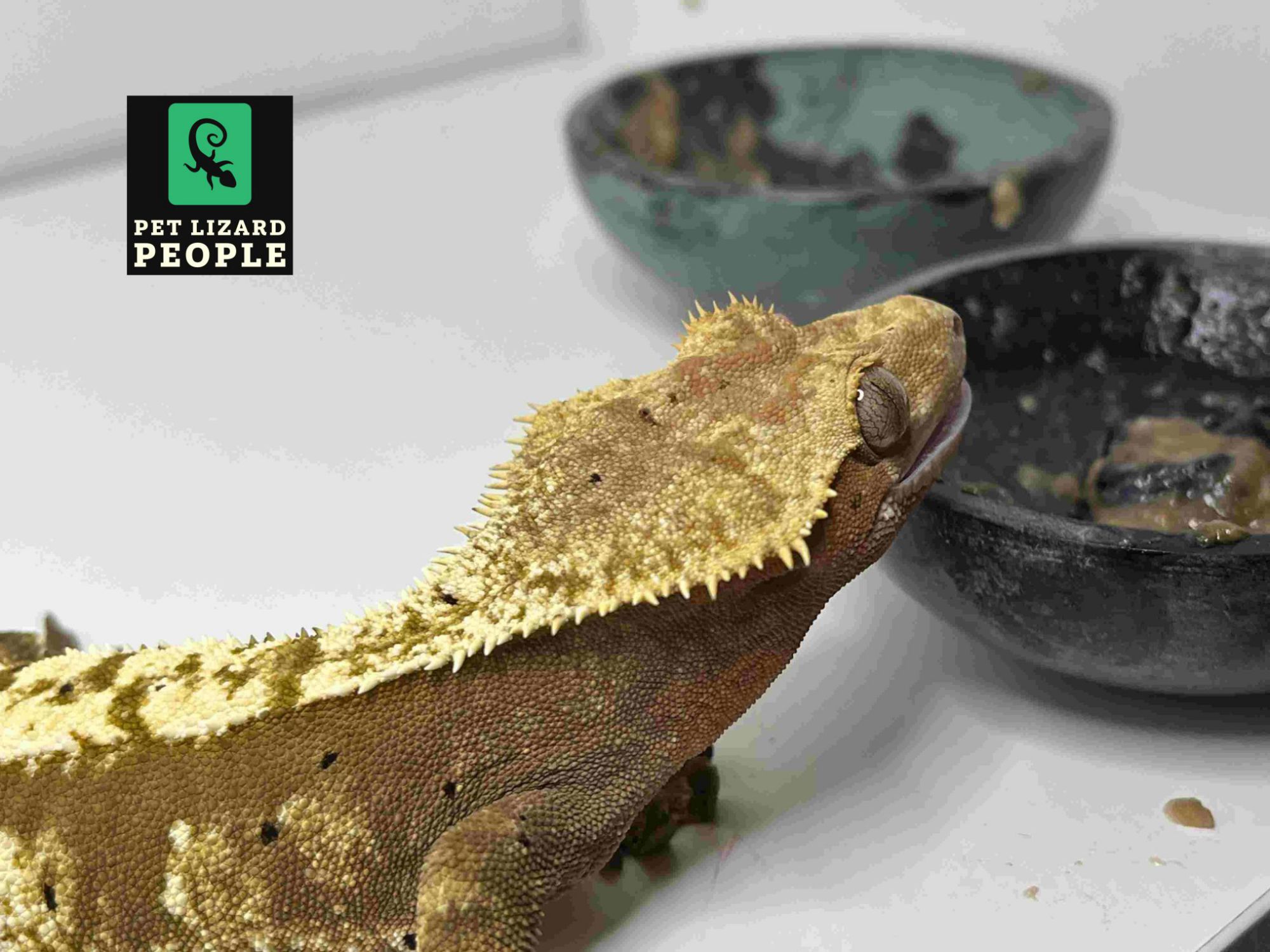 thumbnail image 2 of Quilax 12Pcs Crested Gecko Food And Water Feeding Cups 2 of 12