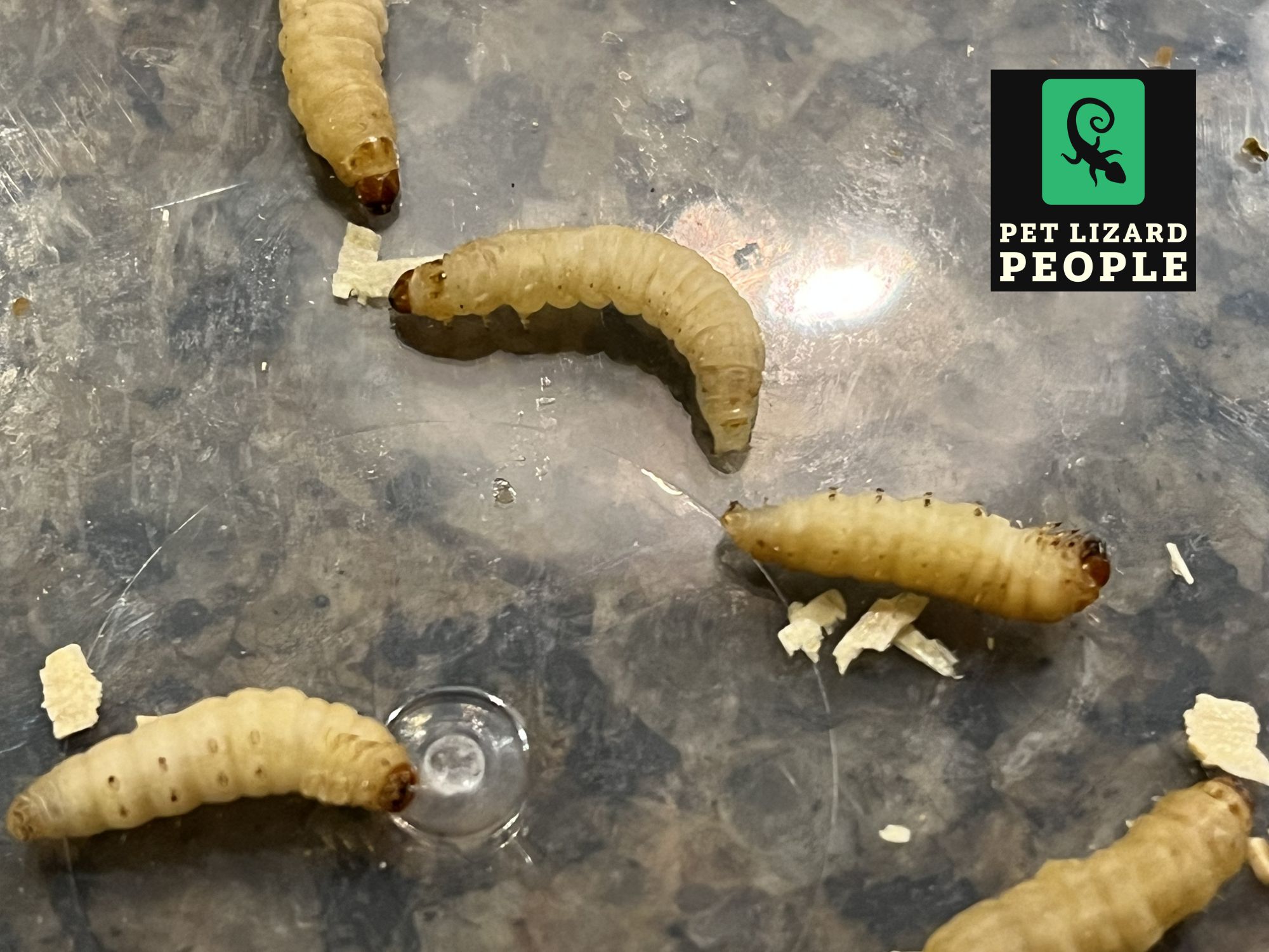 What Insects Can Crested Geckos Eat? A Complete Guide