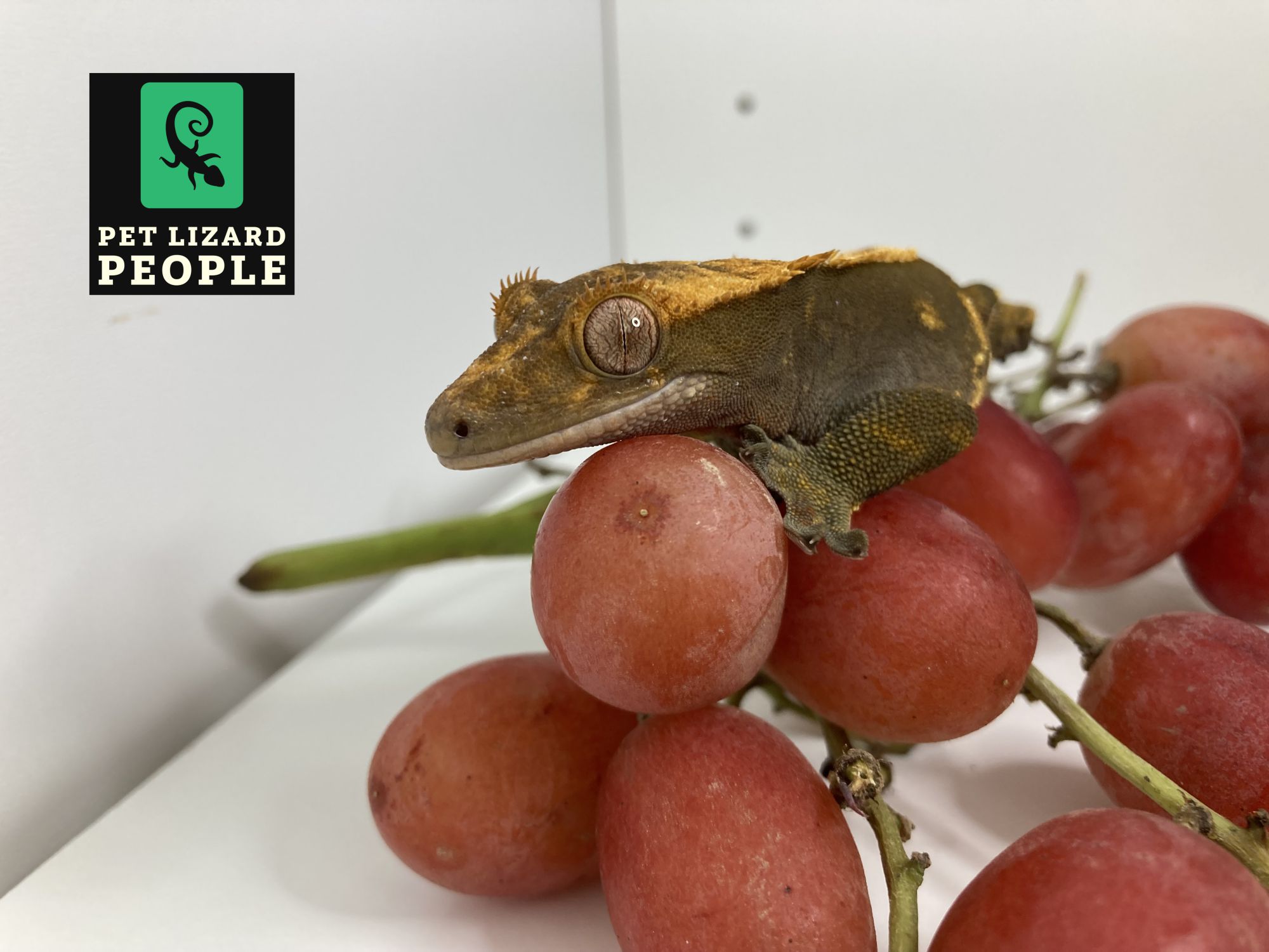 Fruit Feeding Guide What Fruits Can A Crested Gecko Eat?