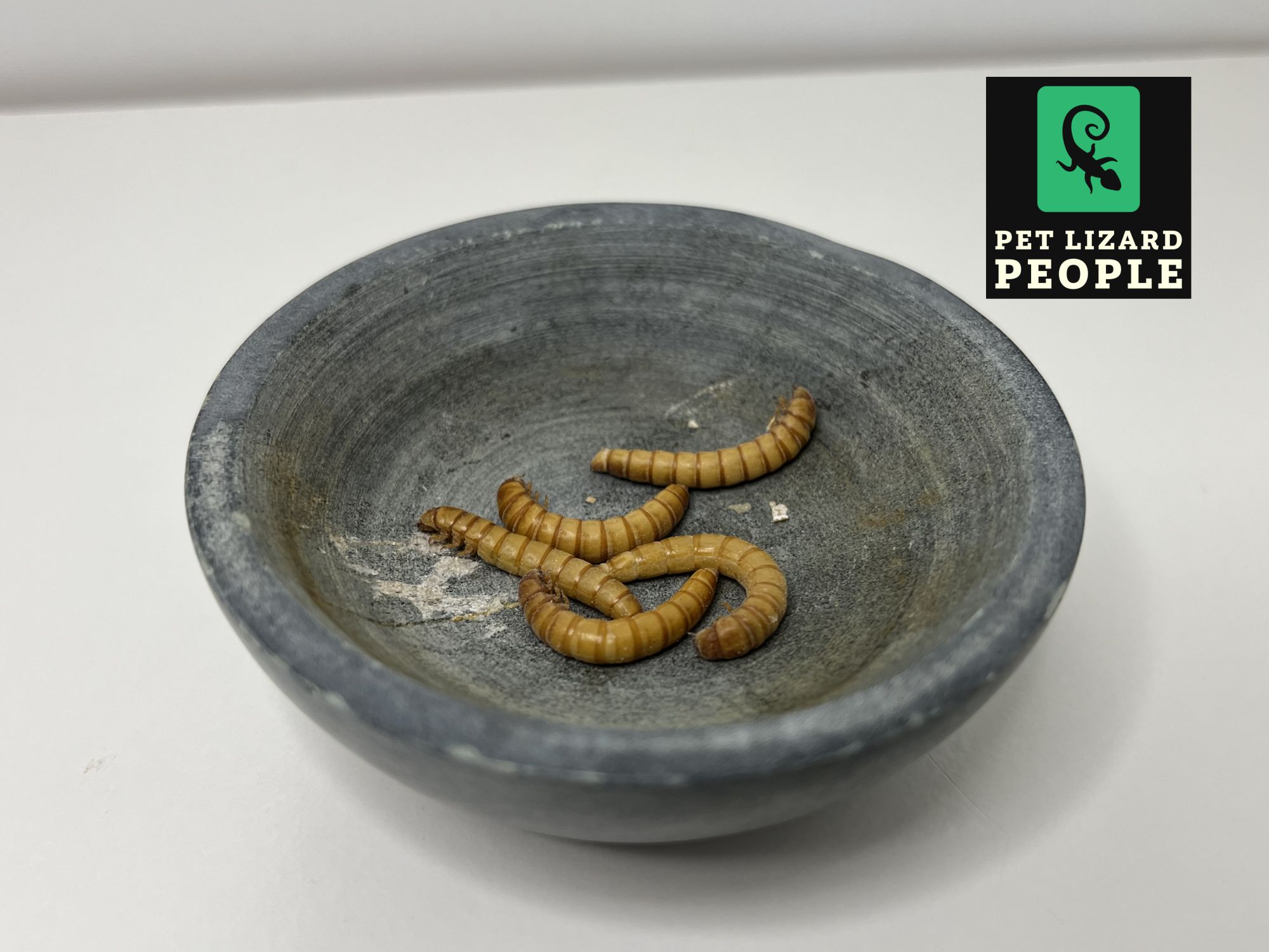 Can Crested Geckos Eat Mealworms? What You Need To Kno