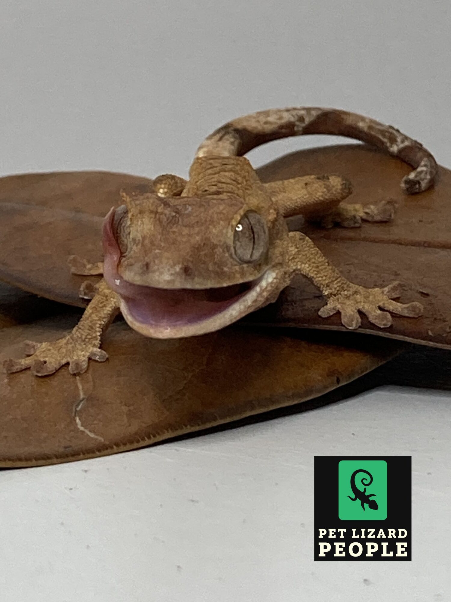 Guide to Black Panther Zoological BPZ Crested Gecko Diet