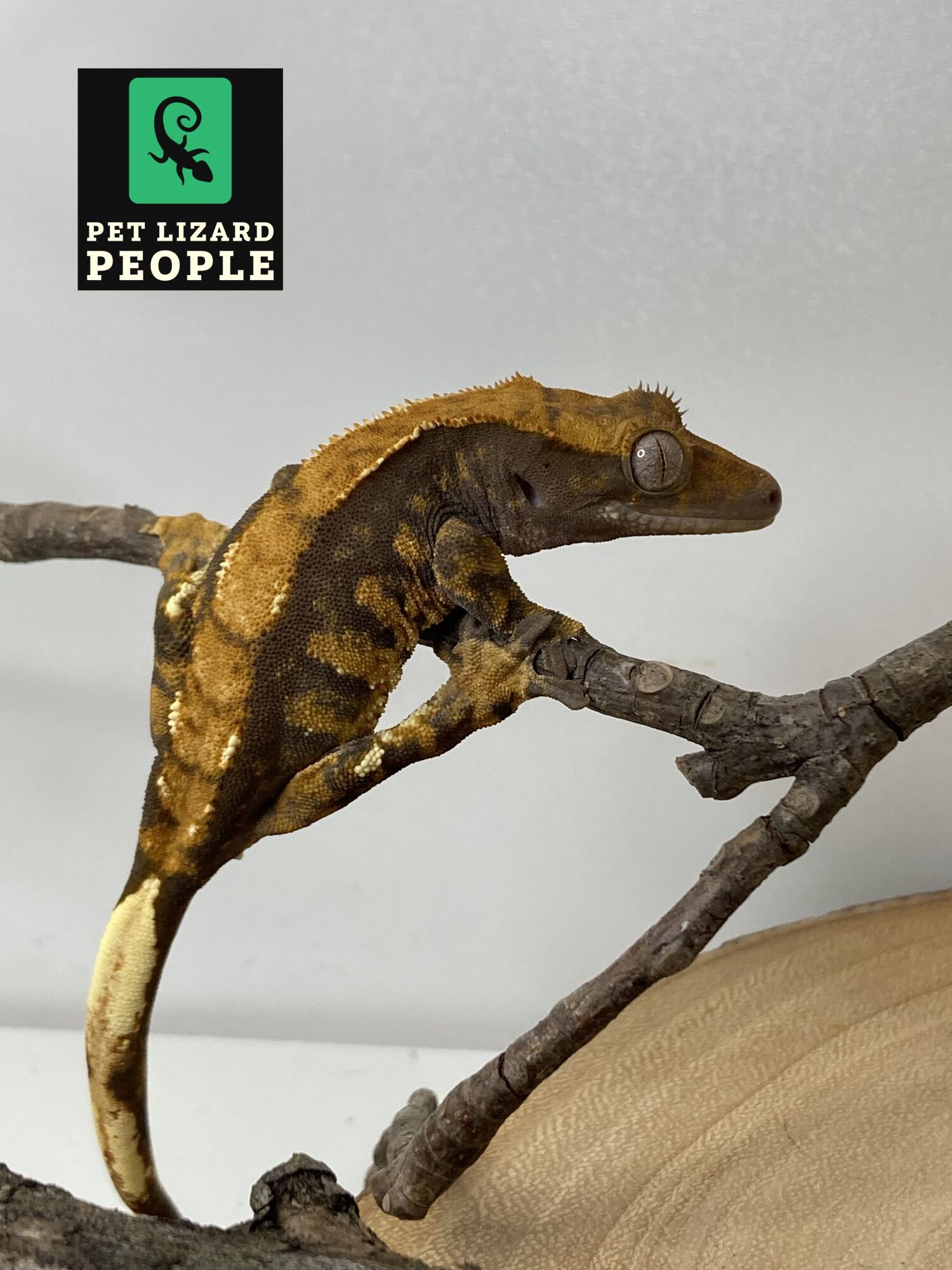 What is a Crested Gecko Vivarium and How Do You Make One?