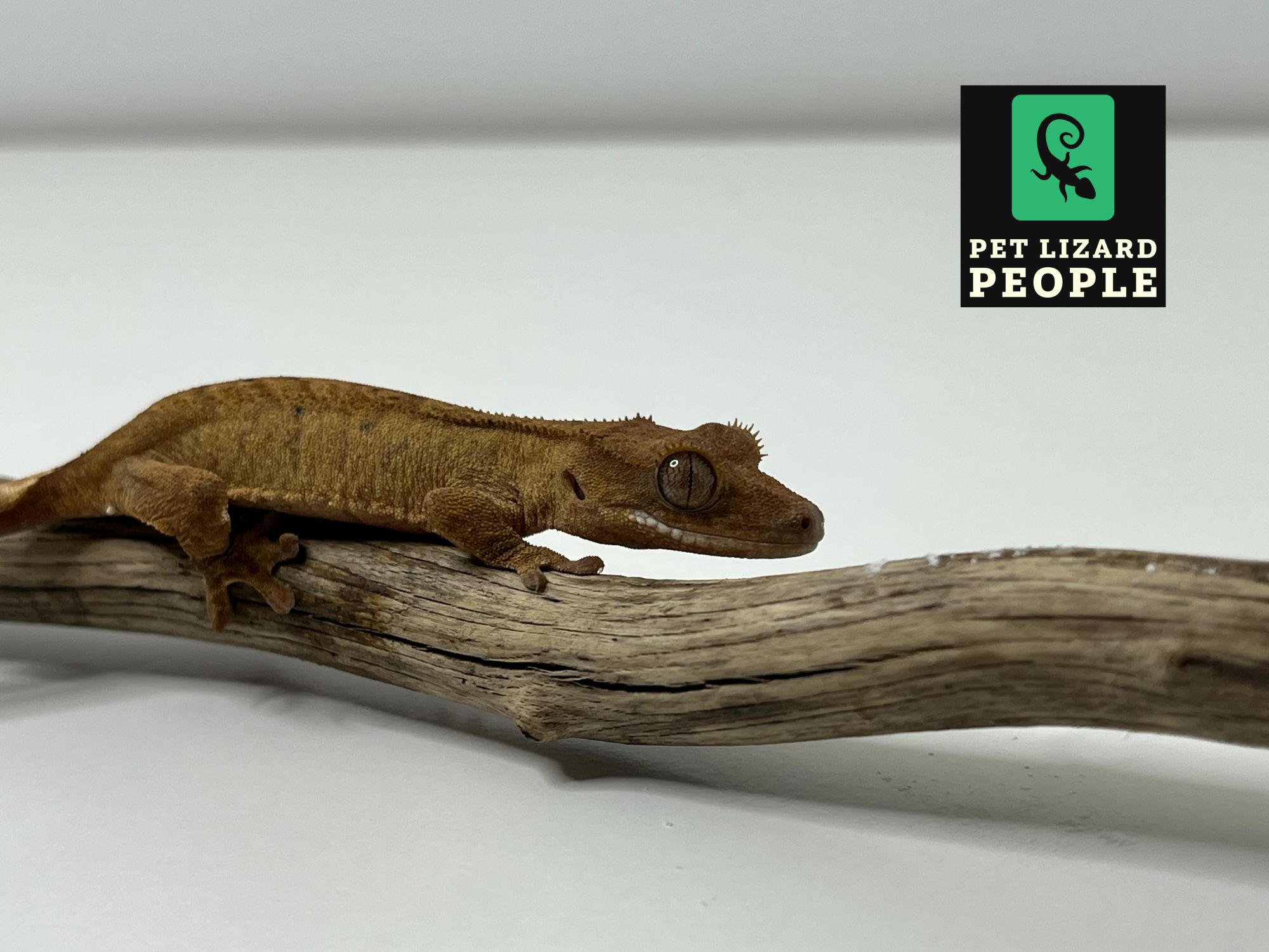 A Complete Guide to Crested Gecko Substrate & Bedding