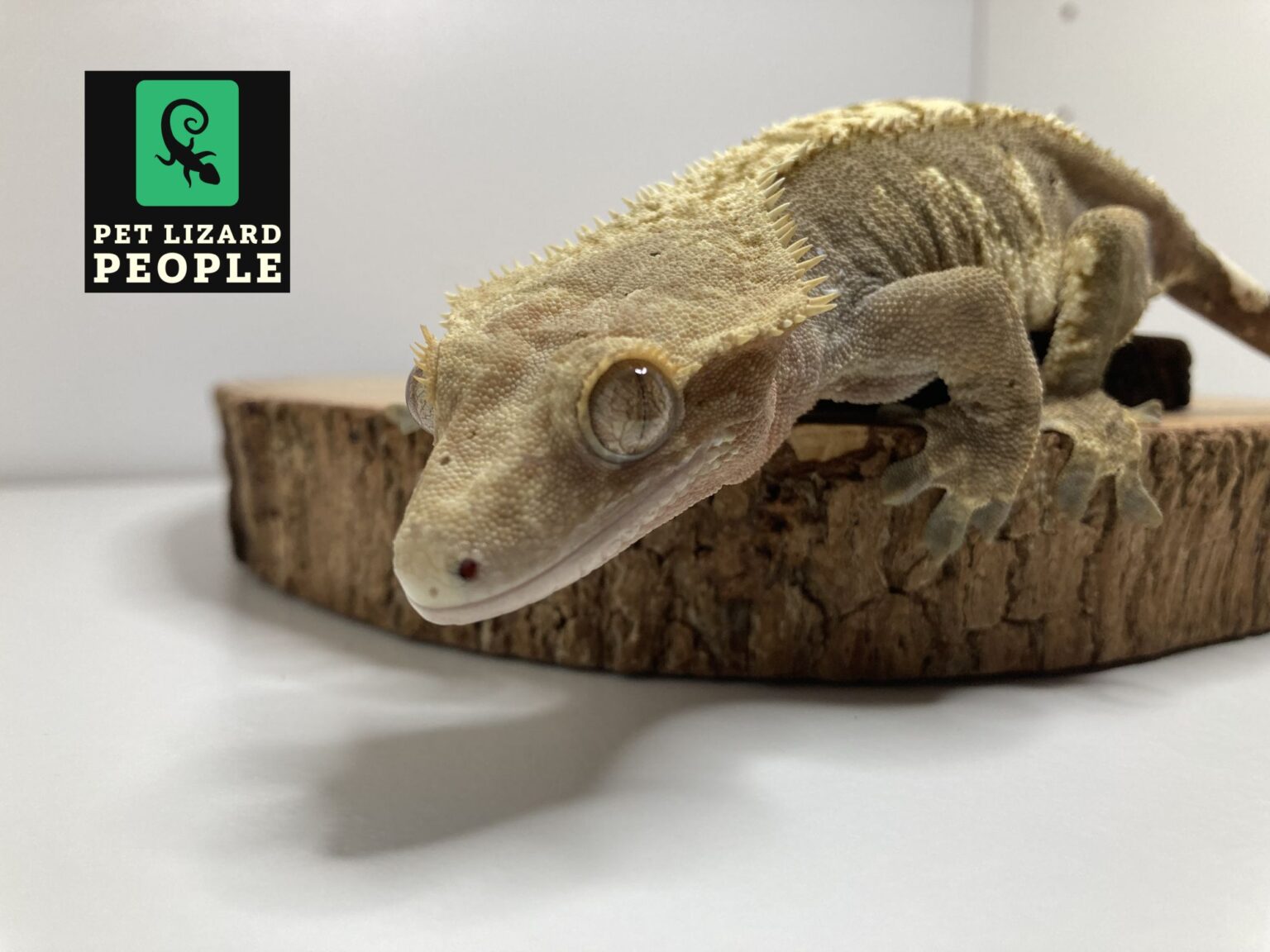 A Complete Guide to Crested Gecko Substrate & Bedding