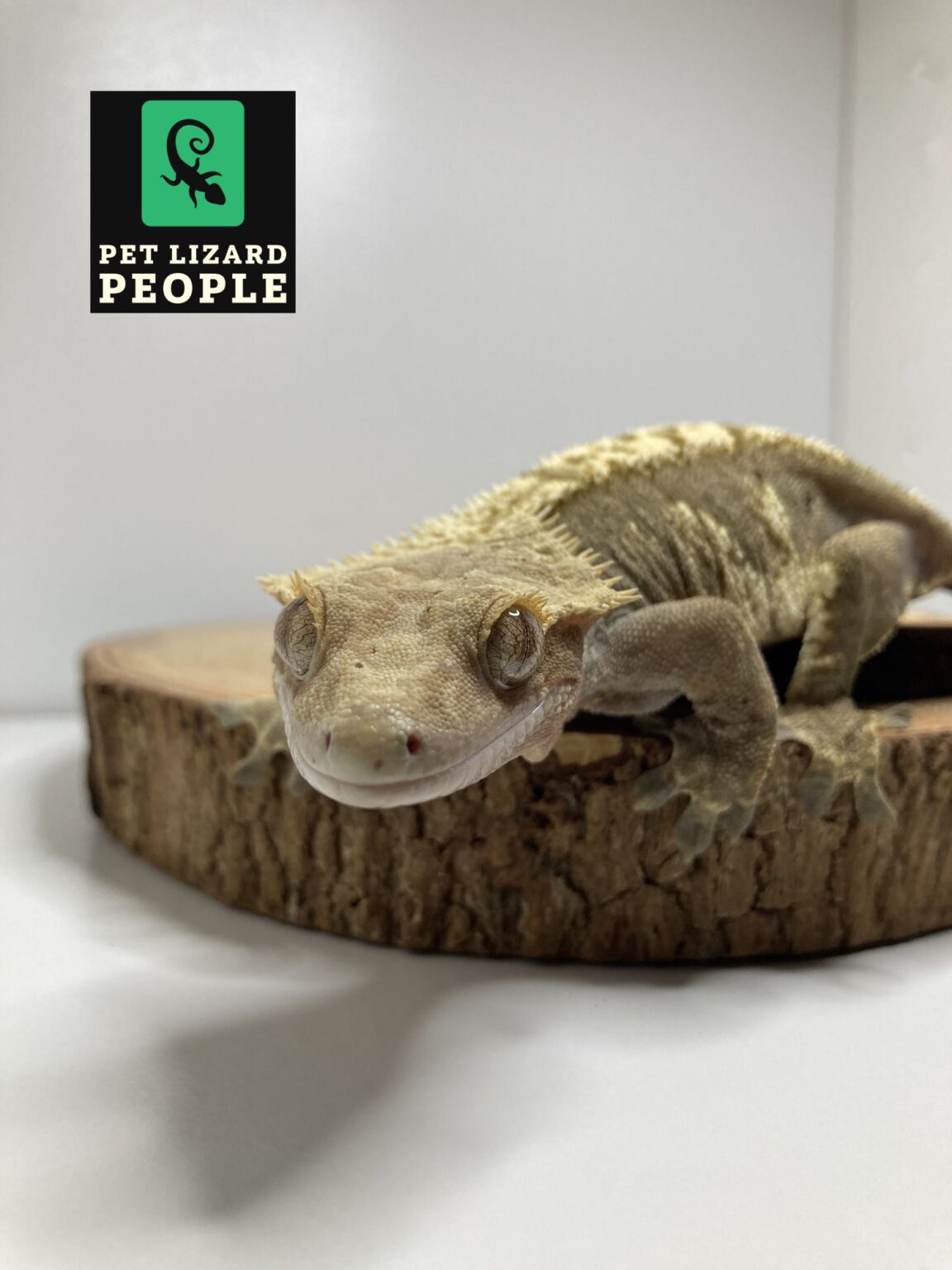 GECKO HABITAT FACTS visual data 7