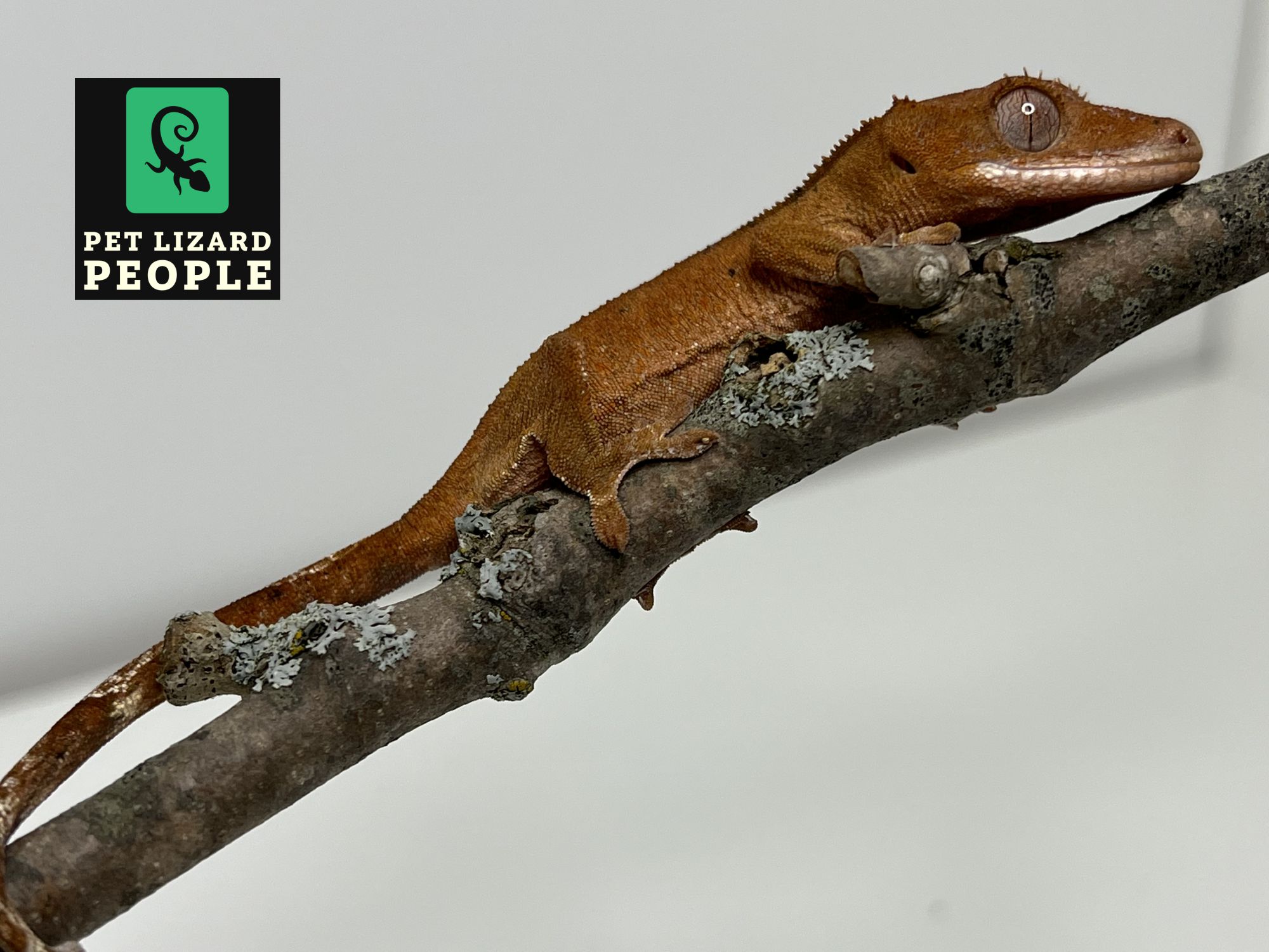 Crested Gecko Humidity Needs Geckos & Ideal Humid Environment